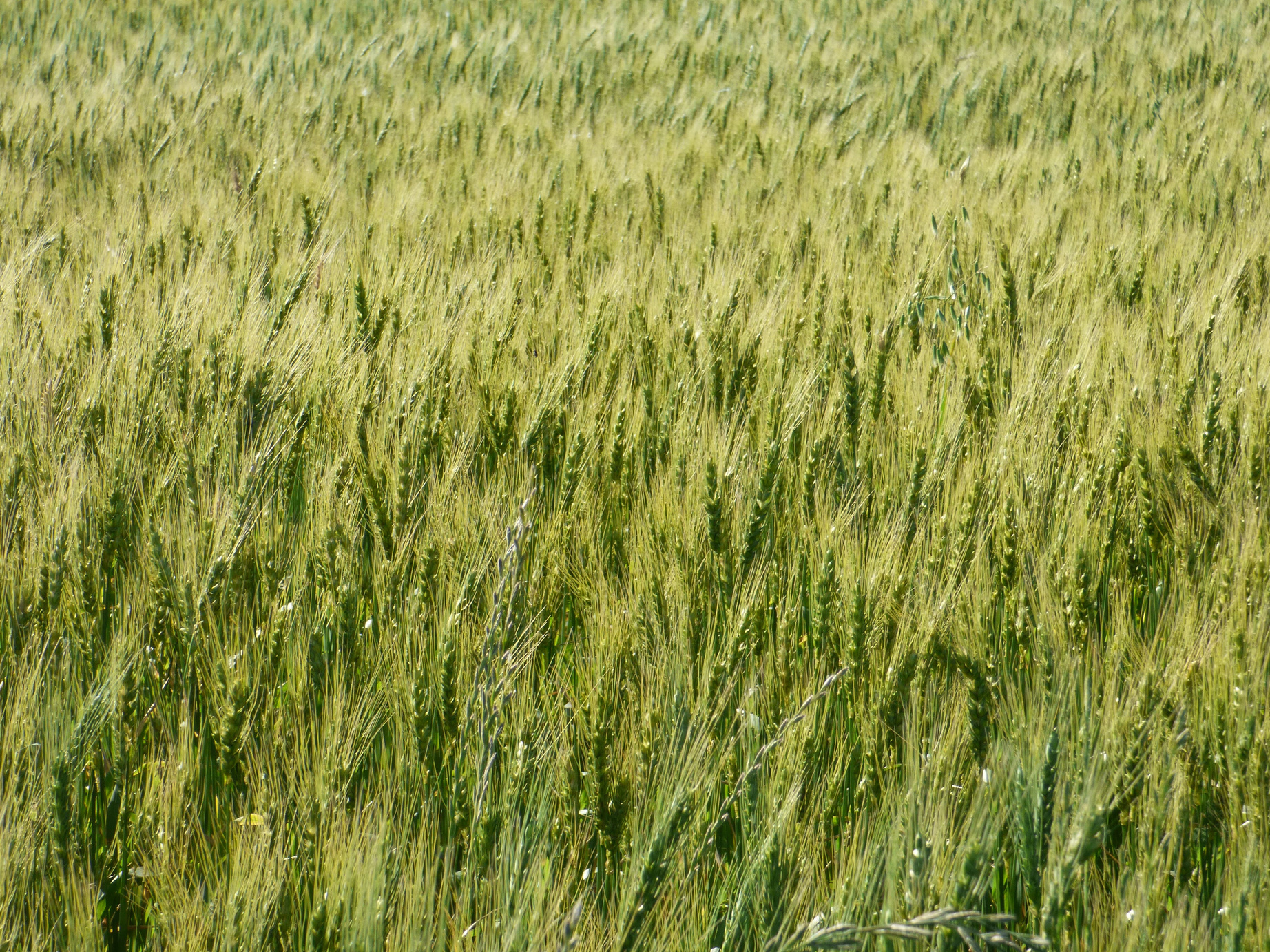 Wheat, Green, Cereal, Spikes
