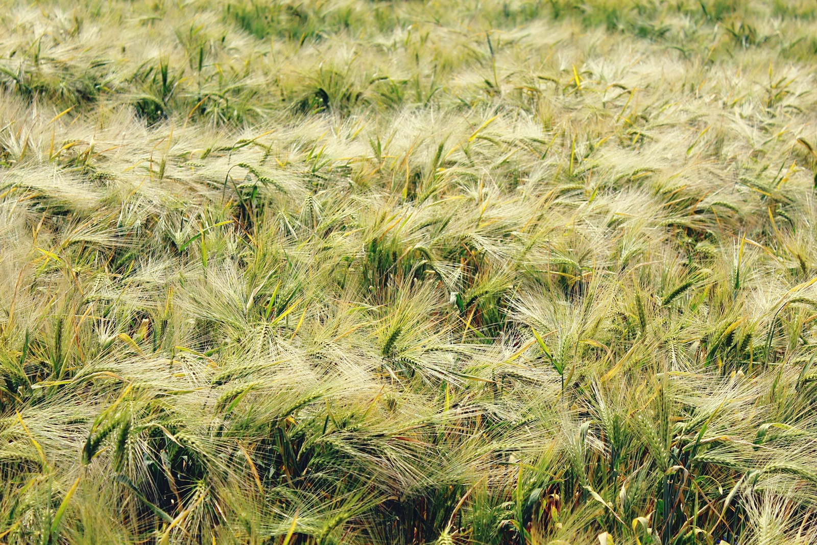 Gersten, Barley Field, Cereals, Grain, Food, Field